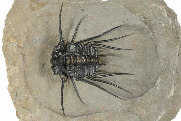 Spiny Dicranurus Trilobite - Atchana, Morocco #241200